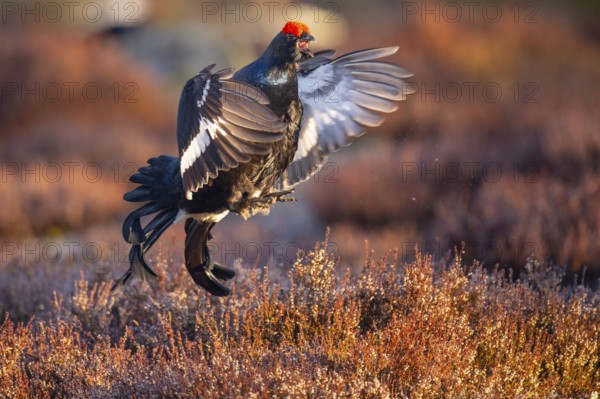 Black grouse (Lyrurus tetrix), black grouse courtship in Sweden, Fågelsjö, Gävleborgs län, Sweden