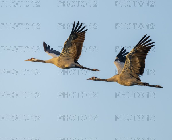 Crane (Grus grus), two cranes in flight, warm morning light, blue sky, Lower Saxony, Germany