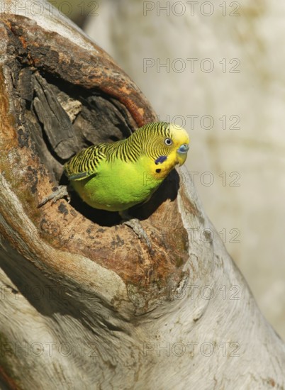 Budgerigar (Melopsittacus undulatus), Queensland, Australia