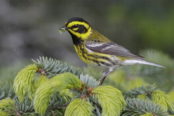 Townsend's Warbler (Dendroica townsendi) perched on a branch in Seward, Alaska