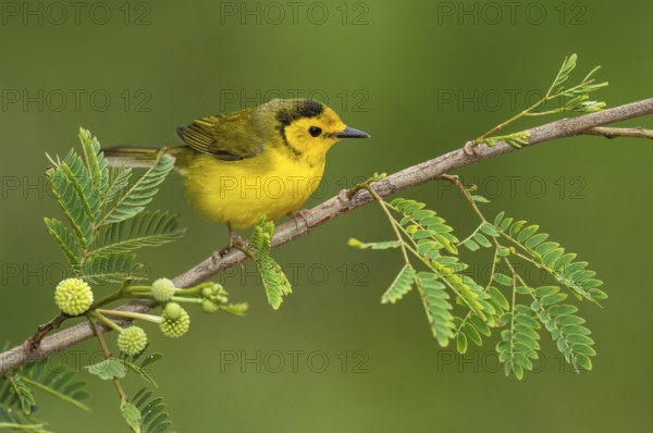 Hooded Warbler (Setophaga citrina) female perched on a branch, Texas, USA