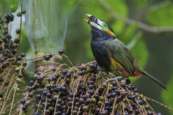 Spot-billed Toucanet (Selenidera maculirostris) feeding on palm fruits in the Atlantic rainforest of southeast Brazil