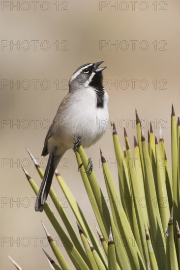 Black-throated Sparrow (Amphispiza bilineata) singing, California, USA