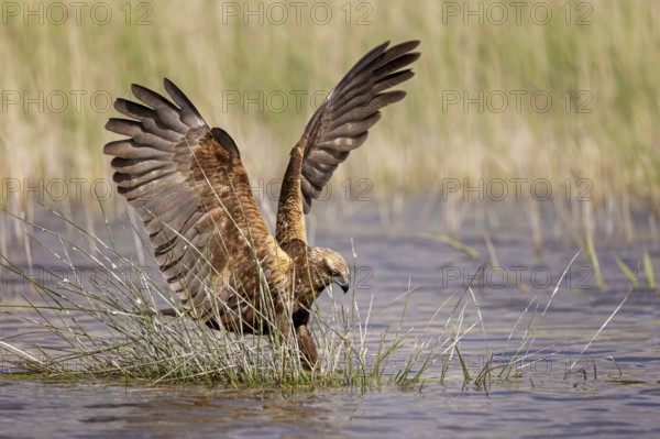Western Marsh Harrier (Circus aeruginosus) female, Spain