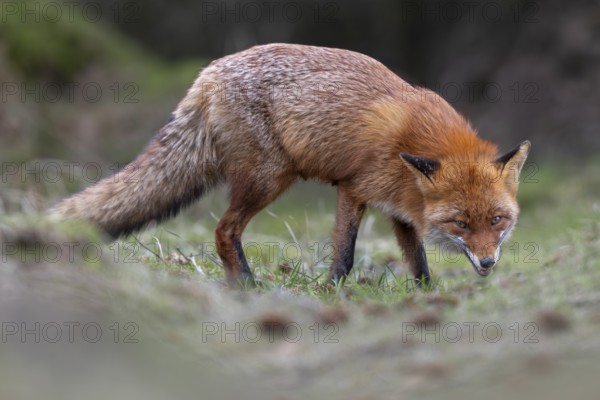 Even when the red fox (Vulpes vulpes) is feeding, it is always ready to flee and observe its surroundings, rearing its young, April, Denmark