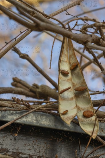 Seed pods of blue rain (Wisteria), Bavaria, Germany