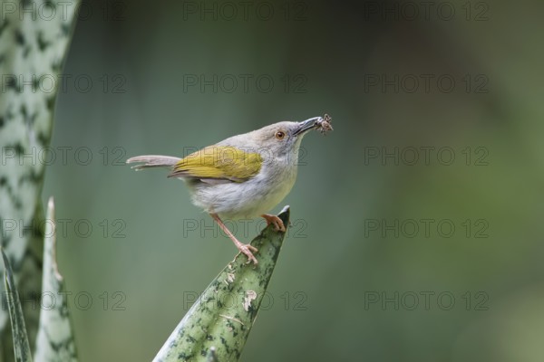 Grey-backed Camaroptera (Camaroptera brevicaudata) with spider in beak, Spekes Bay, Tanzania