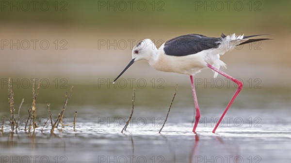 Black-winged Stilt (Himantopus himantopus) male foraging, Spain