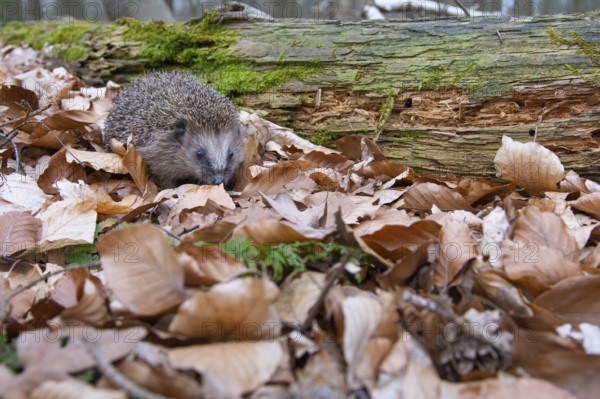 Hedgehog (Erinaceidae) on the forest floor looking for winter quarters, Cloppenburg, Lower Saxony, Germany