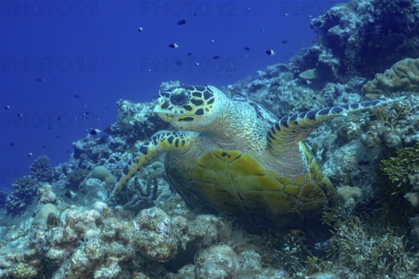 A green sea turtle gracefully swims over a vibrant coral reef in the crystal-clear waters of the Maldives, surrounded by diverse marine life. Its shell glistens in the sunlight