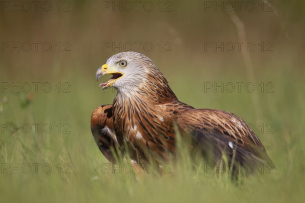 Red kite (Milvus milvus) adult raptor bird of prey calling in grassland, England, United Kingdom