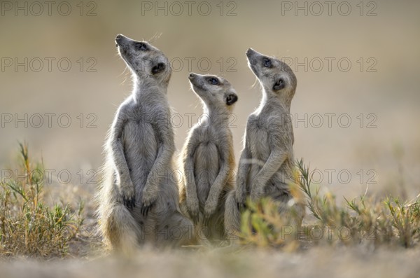 Meerkats or suricates (Suricata suricatta), Makgadikgadi Salt Pans, Makgadikgadi Pans National Park, Central District, Botswana