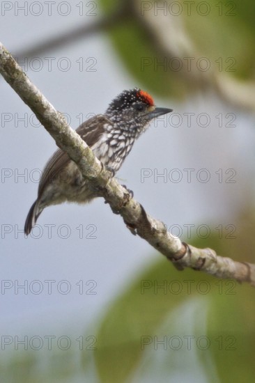 Ocellated Piculet (Picumnus dorbignyanus) perched on a branch in Bolivia, South America