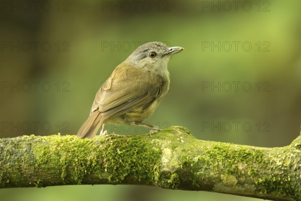 Horsfield's Babbler (Malacocincla sepiaria) perched on mossy trunk, East Java, Indonesia