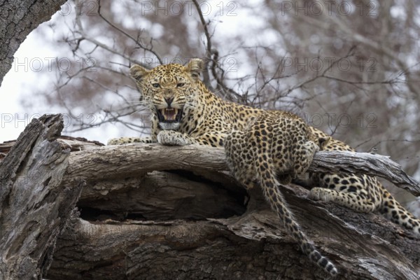 Leopard (Panthera pardus) adult with cub lying on a tree, Sabi Sands, South Africa