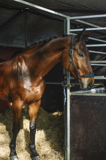 A stunning horse stands gracefully in a stable setting, showcasing its muscular build and shiny coat