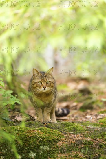 European wildcat (Felis silvestris silvestris) standing in a forest, Bavaria, Germany