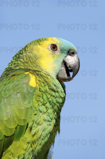 Orange-winged amazon (Amazona amazonica), portrait, captive, occurrence in South America