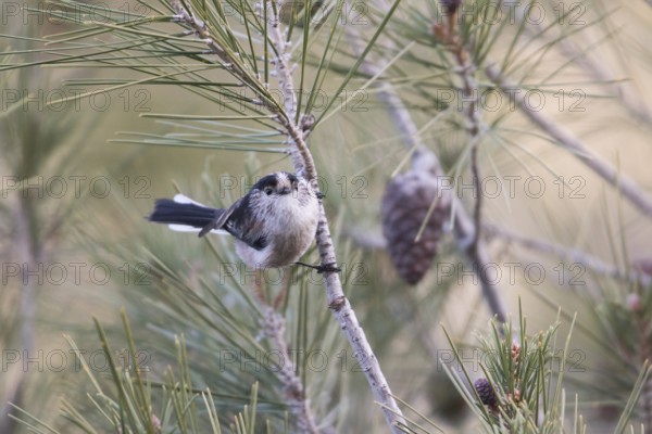 Long-tailed Tit - Schwanzmeise - Aegithalos caudatus ssp. irbii, Spain