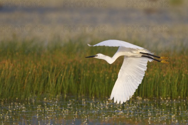 Little Egret (Egretta garzetta) flying, Greece