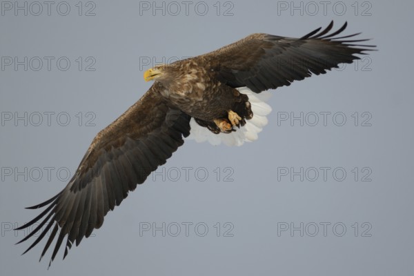 White-tailed Eagle (Haliaeetus albicilla) flying, Hokkaido, Japan