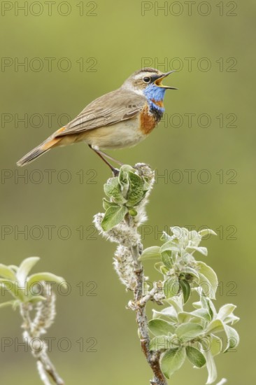 Bluethroat (Luscinia svecica) perched on a branch in Nome, Alaska