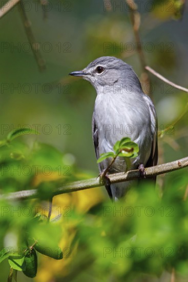 Hard-backed flycatcher, (Fraseria caerulescens), animals, birds, biotope, perch, iSimangaliso Wetland Park, St. Lucia, KwaZulu-Natal, South Africa