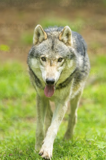 European gray wolf (Canis lupus lupus) in the forest, Germany