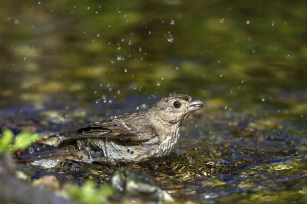 Common Rosefinch (Carpodacus erythrinus) bathing at waterhole, Mecklenburg-Western Pomerania, Germany