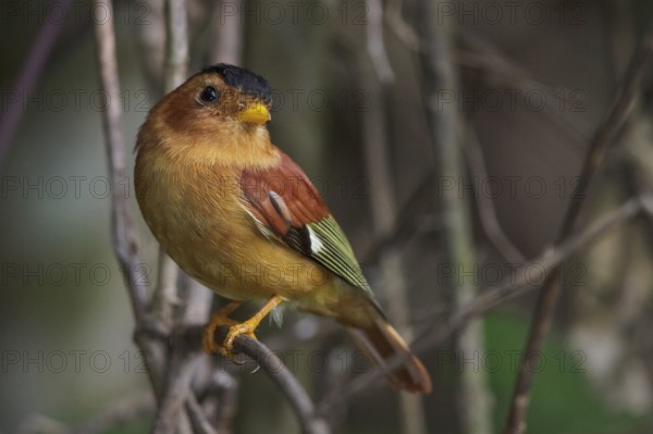 Black-capped Piprites (Piprites pileata) perched on a branch in the Atlantic rainforest of southeast Brazil