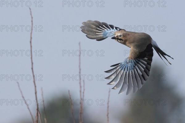 A jay (Garrulus glandarius) in flight against a blurred sky, Hesse, Germany