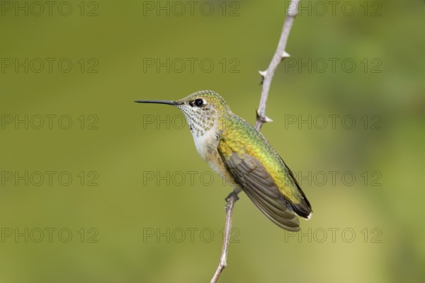 Calliope Hummingbird Stellula calliope Portal, Chiricahua Mountains, ARIZONA, United States 17 August Immature Male Trochilidae