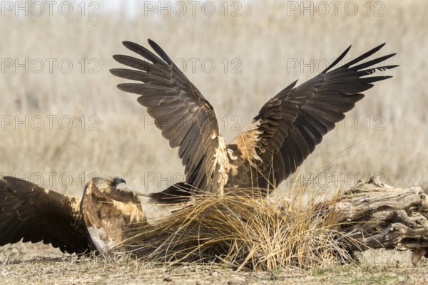 Western Marsh Harrier (Circus aeruginosus) female fighting, Castile-La Mancha, Spain