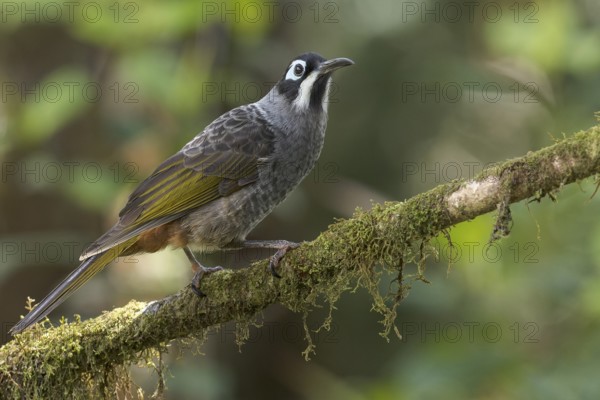 Belford's Melidectes (Melidectes belfordi) perched on a branch in Papua New Guinea