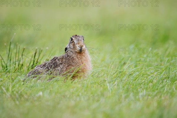 European hare (Lepus europaeus) sitting in a meadow, North Rhine-Westphalia, Germany