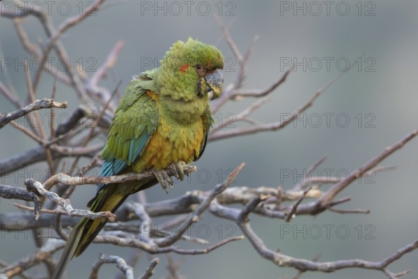 Red-fronted Macaw (Ara rubrogenys) juvenile perched on a branch, Bolivia