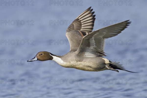 Northern Pintail (Anas acuta) male flying, British Columbia, Canada