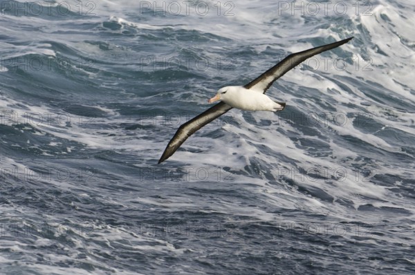 Black-browed Albatross (Thalassarche melanophris) flying, Antarctica