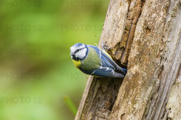 Eurasian blue tit (Cyanistes caeruleus) sitting on an old wrotten tree trunk at a swamp, Bavaria, Germany