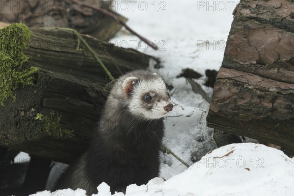 Ferret (Mustela putorius furo) in the snow comes out from under old wood, pet keeping, Allgäu, Bavaria, Germany