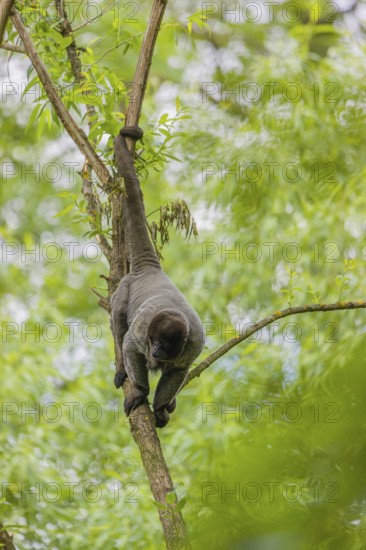 A common woolly monkey, brown woolly monkey, or Humboldt's woolly monkey (Lagothrix lagothricha) climbs in a tree