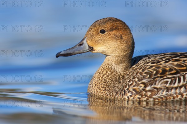 Northern Pintail (Anas acuta) female, British Columbia, Canada
