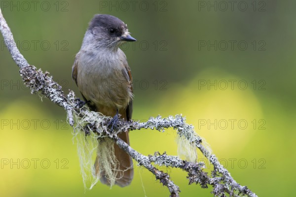 Siberian Jay, (Perisoreus infaustus), animals, birds, bird, perch, biotope, raven family, Virkkula, Ruvanaho, Finland