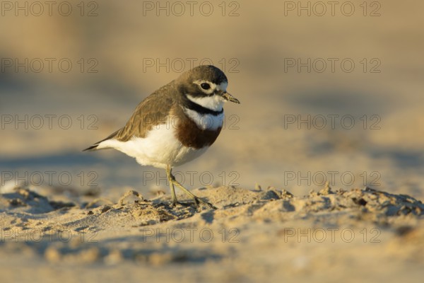 Double-banded Plover (Charadrius bicinctus) on beach, Victoria, Australia