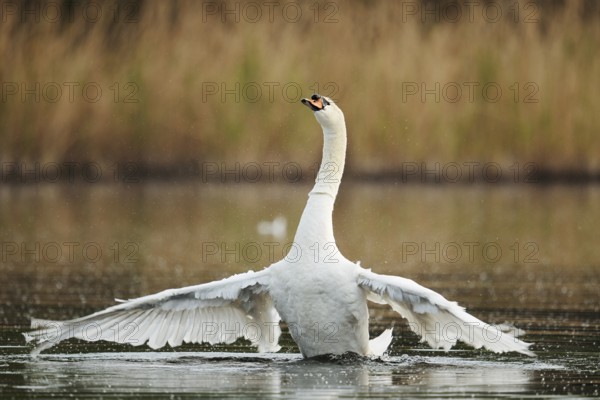Mute swan (Cygnus olor), flapping wings, North Rhine-Westphalia, Germany