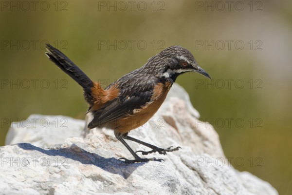 Cape Rockjumper (Chaetops frenatus), South Africa