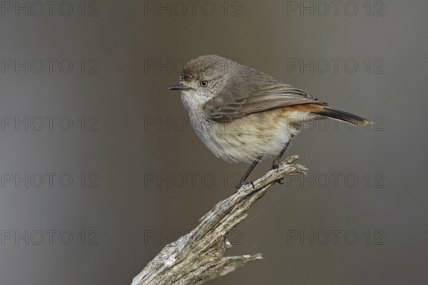 Chestnut-rumped Thornbill (Acanthiza uropygialis), Victoria, Australia