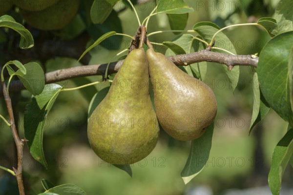 Pear (Pyrus communis BOSC'S FLASCHENBIRNE), Bundessortenamt Prüfstelle Wurzen, Wurzen, Saxony, Germany