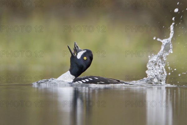 Barrow's Goldeneye (Bucephala islandica) male, British Columbia, Canada