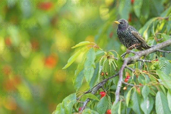 Starling, (Sturnus vulgaris), male, biotope, habitat, tree, foraging, animals, birds, starlings, Rhein-Pfalz-Kreis, Neuhofen, Rhineland-Palatinate, Germany